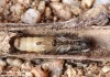 kozlíček chrastavcový (Brouci), Agapanthia intermedia, Cerambycidae, Agapanthiini (Coleoptera)